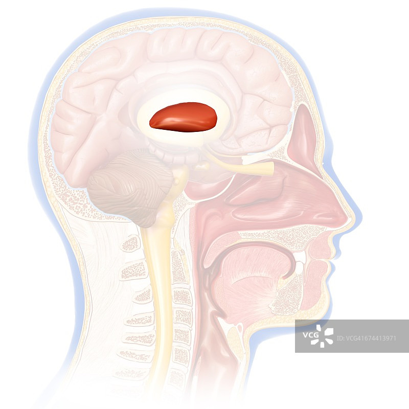 人脑解剖，图解图片素材