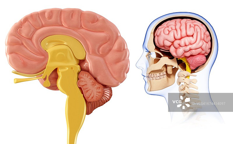 人脑解剖，图解图片素材
