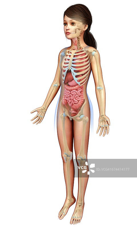 女性解剖,插图图片素材