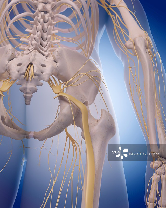 坐骨神经图片素材