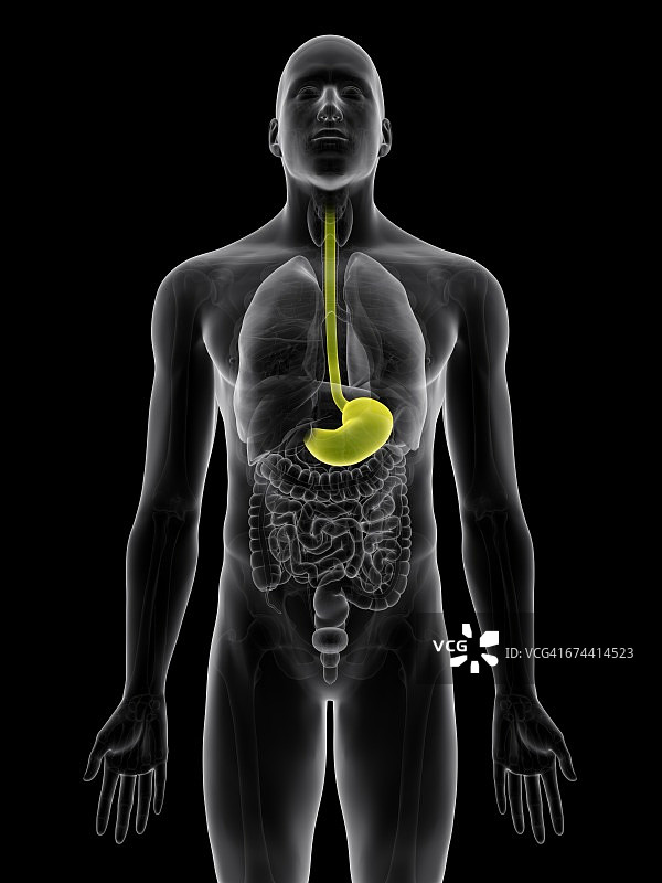 人的胃部图片素材