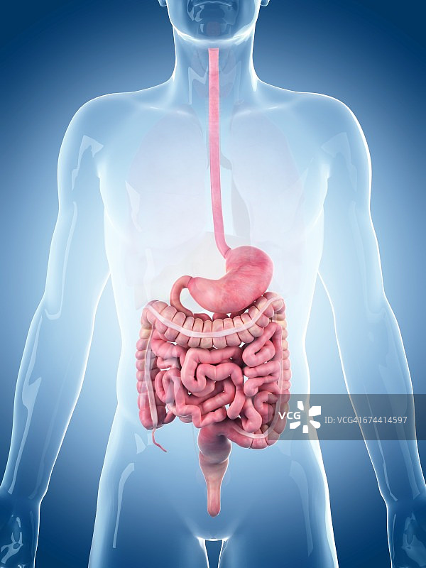 人体消化系统图片素材