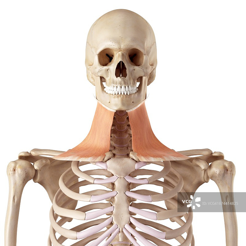 颈部肌肉图片素材