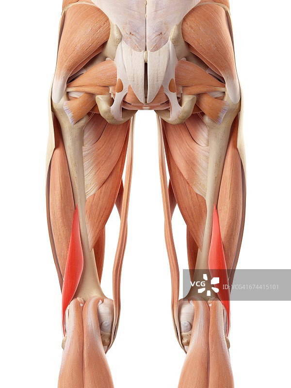 腿部肌肉系统图片素材
