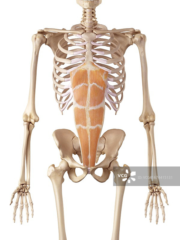 人体腹部肌肉图片素材