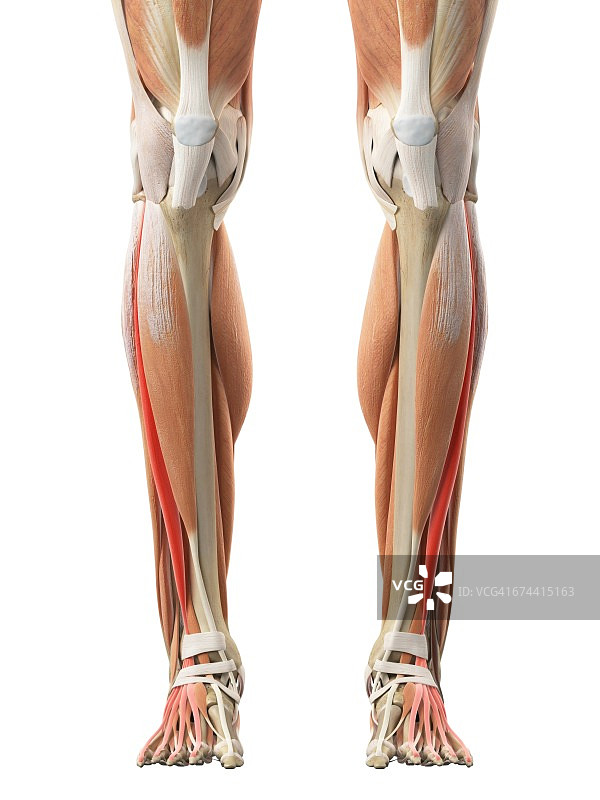 腿部肌肉图片素材