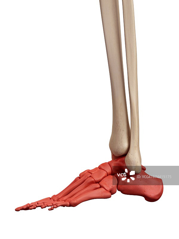 足部骨骼图片素材