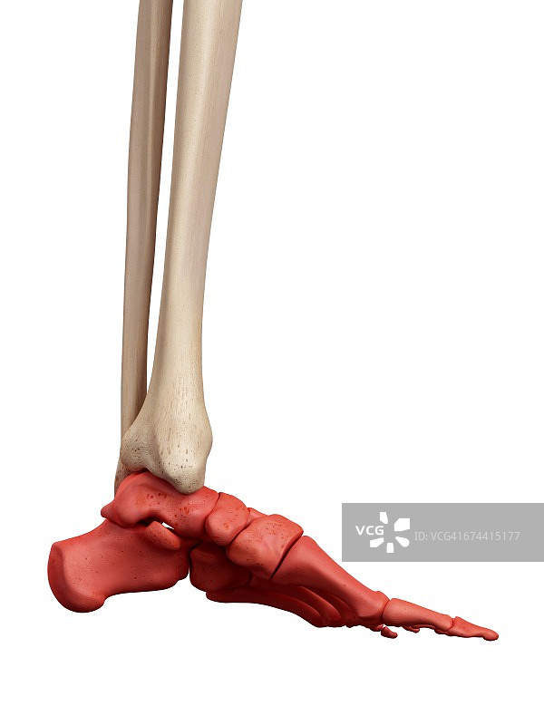 足部骨骼图片素材