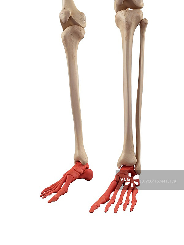 人类足部骨骼图片素材