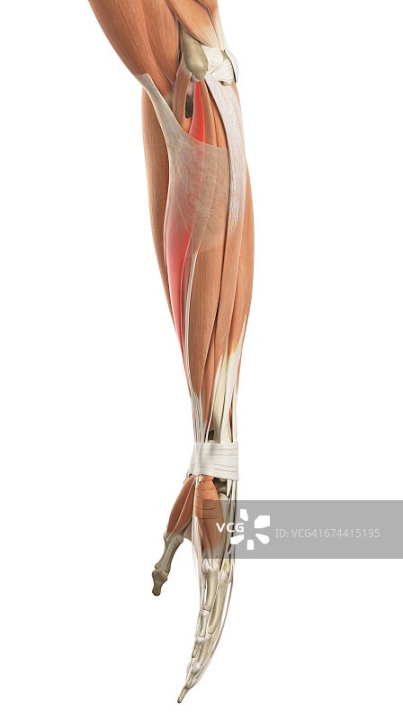 手臂肌肉图片素材