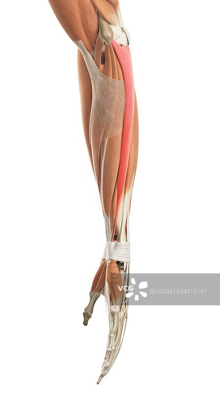 手臂肌肉图片素材