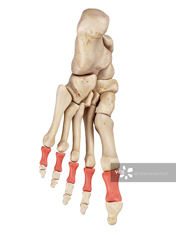 足部骨骼图片素材
