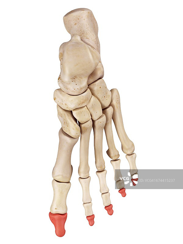 足部骨骼图片素材