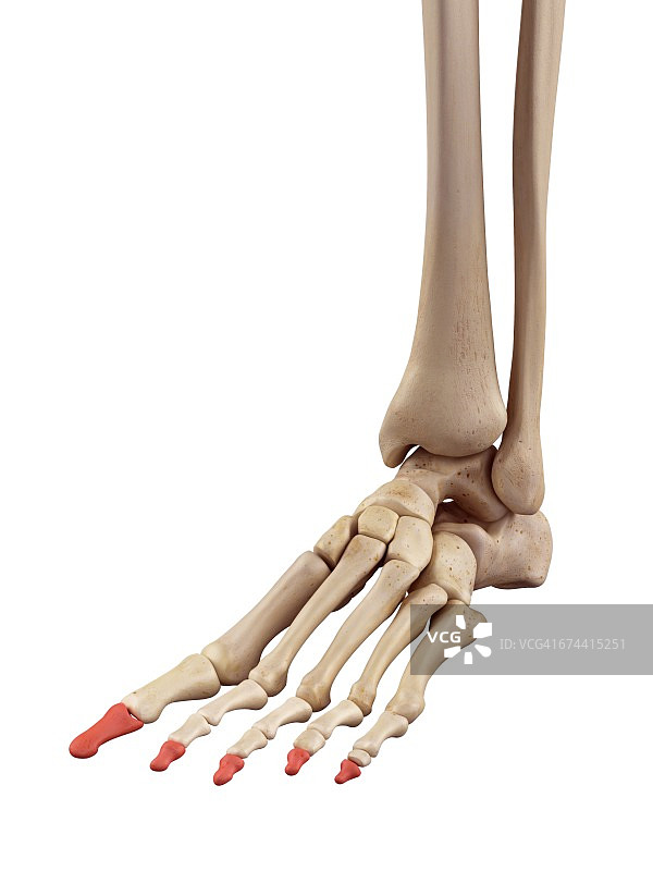 足部骨骼图片素材