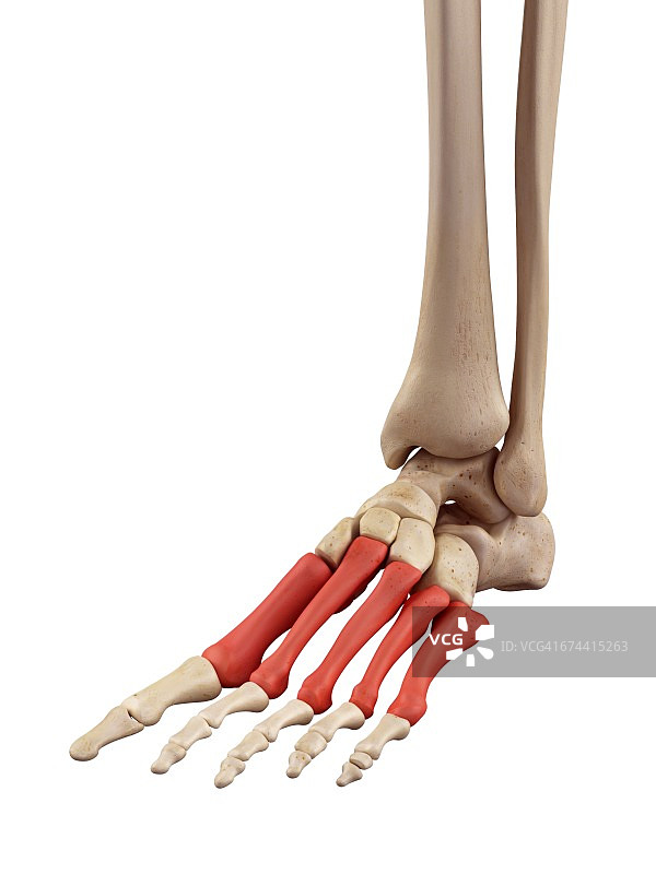 足部骨骼图片素材