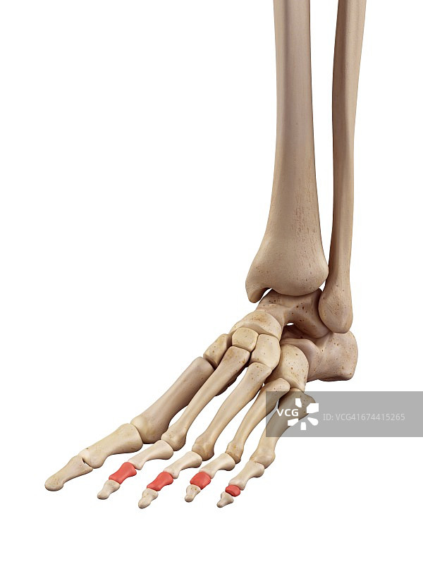 足部骨骼图片素材