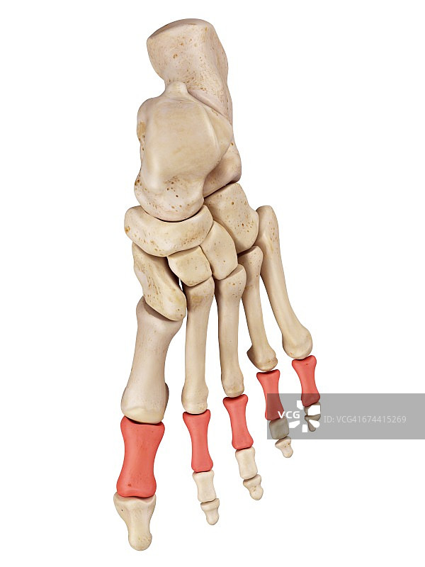 足部骨骼图片素材