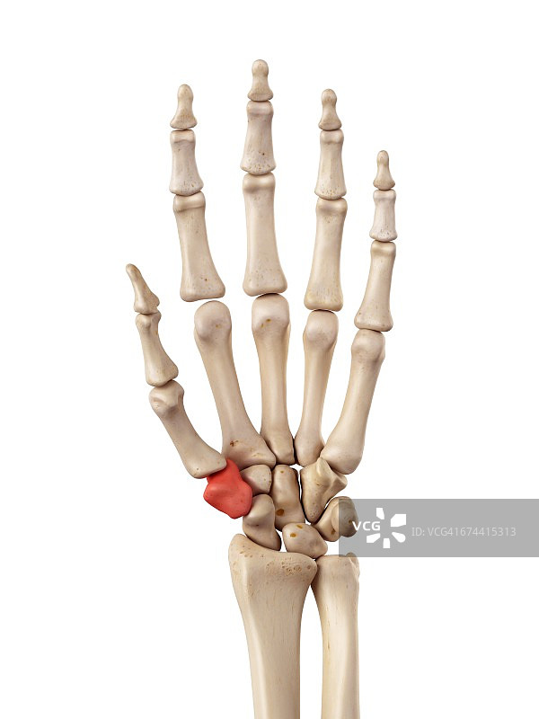 手骨图片素材