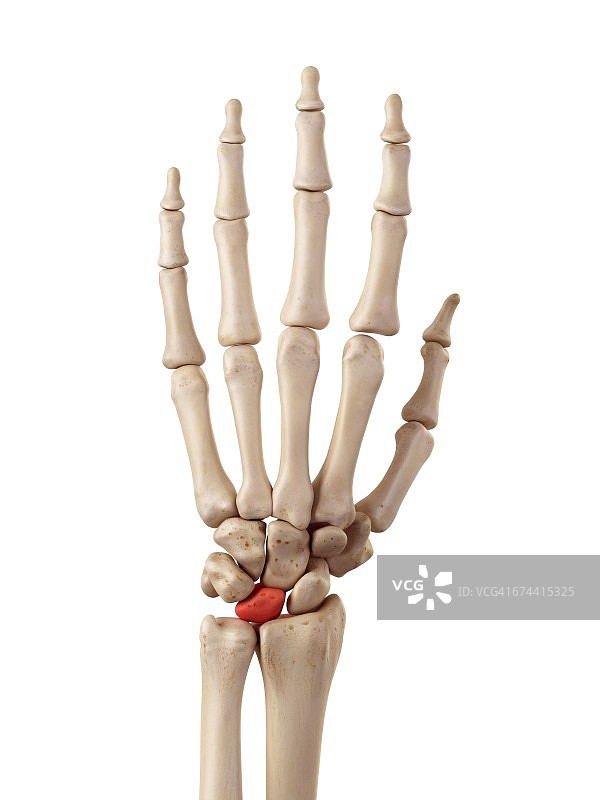手骨图片素材