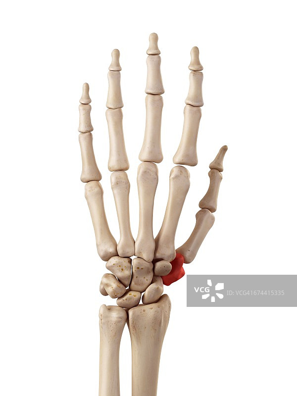 手骨图片素材