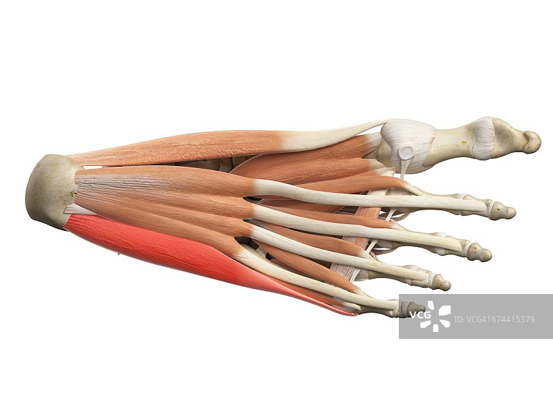 足部肌肉图片素材