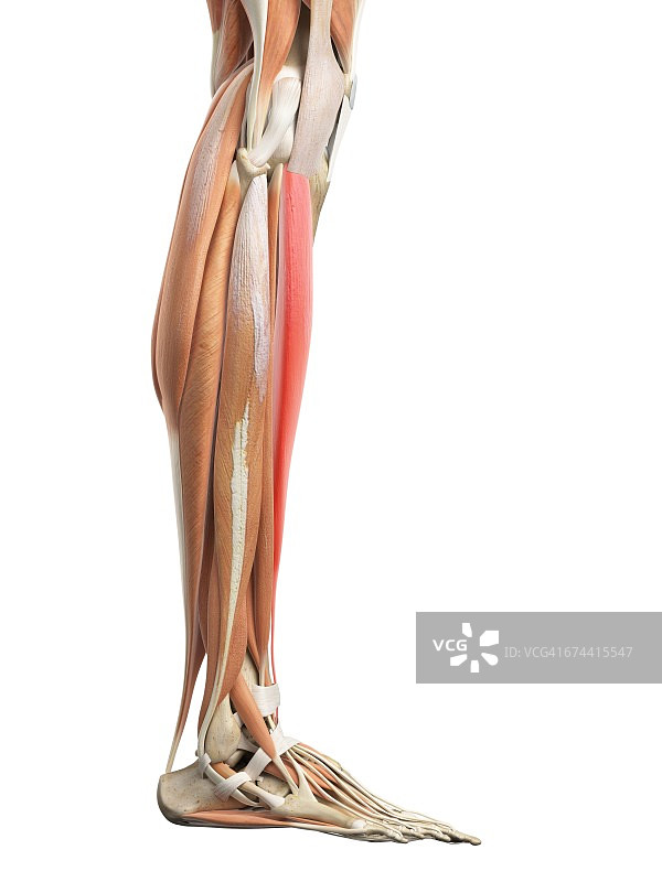 腿部肌肉图片素材