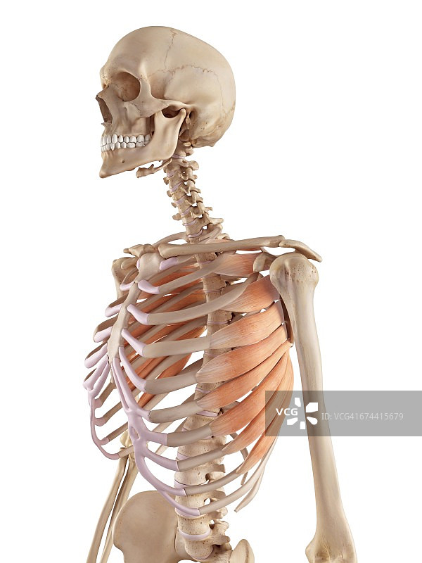 人的肋间肌图片素材