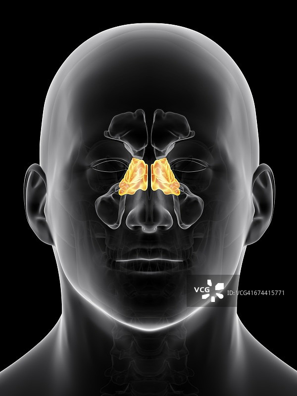 人体鼻窦图片素材