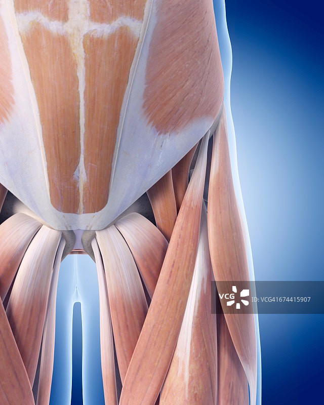盆底肌肉图片素材