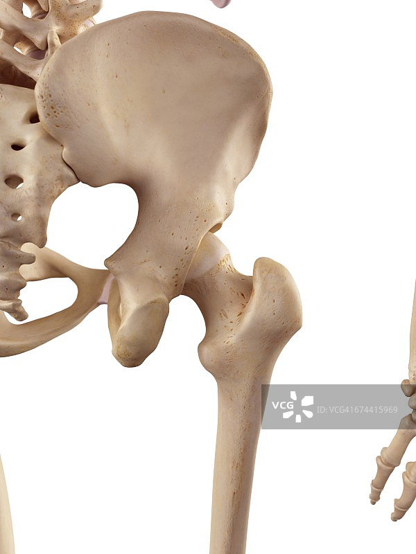 人类髋关节图片素材