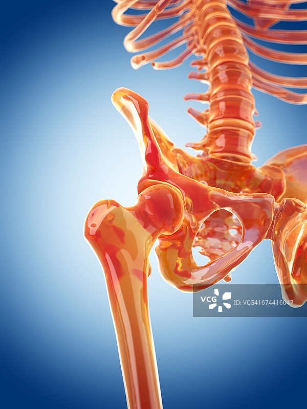 人类髋关节图片素材