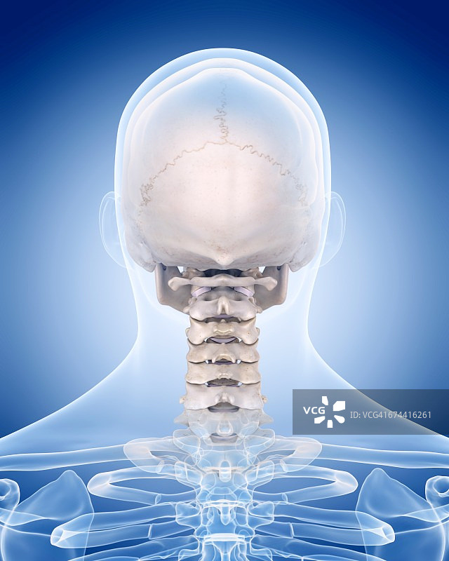 人头骨和颈部骨骼图片素材