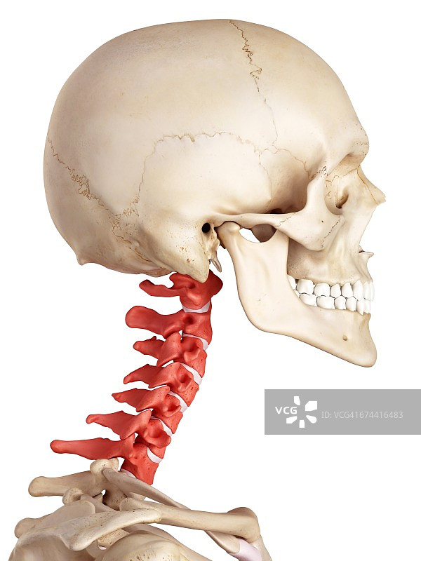 人类颈椎图片素材