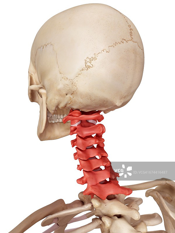 人类颈椎图片素材