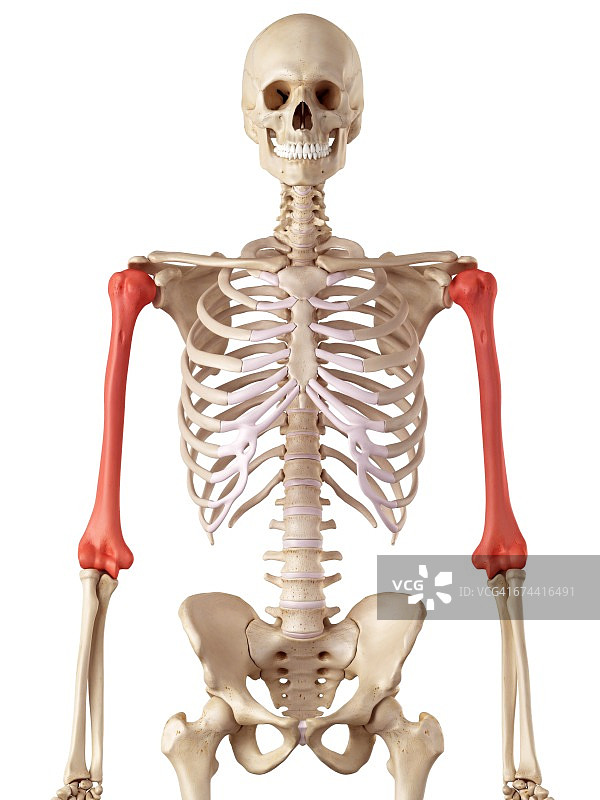 人类肱骨图片素材