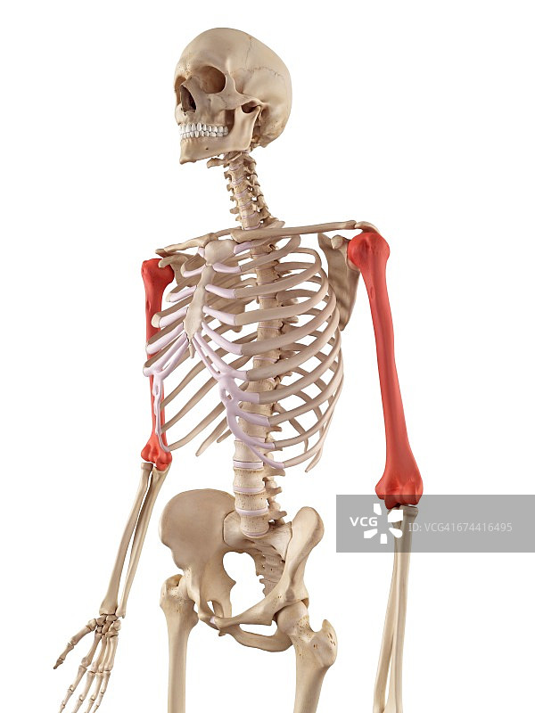 人类肱骨图片素材