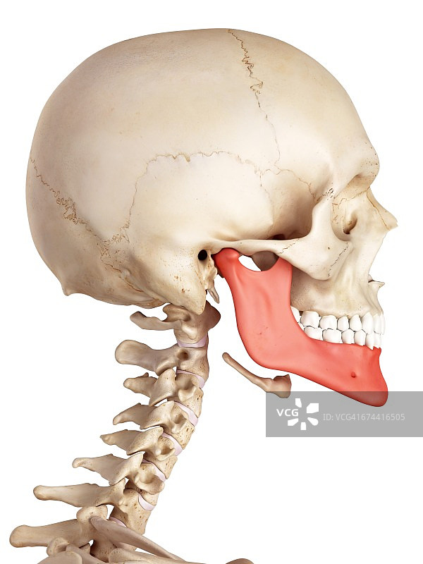人类下颚骨图片素材