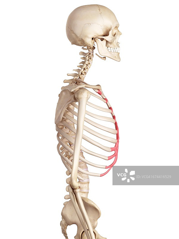 人的肋软骨图片素材