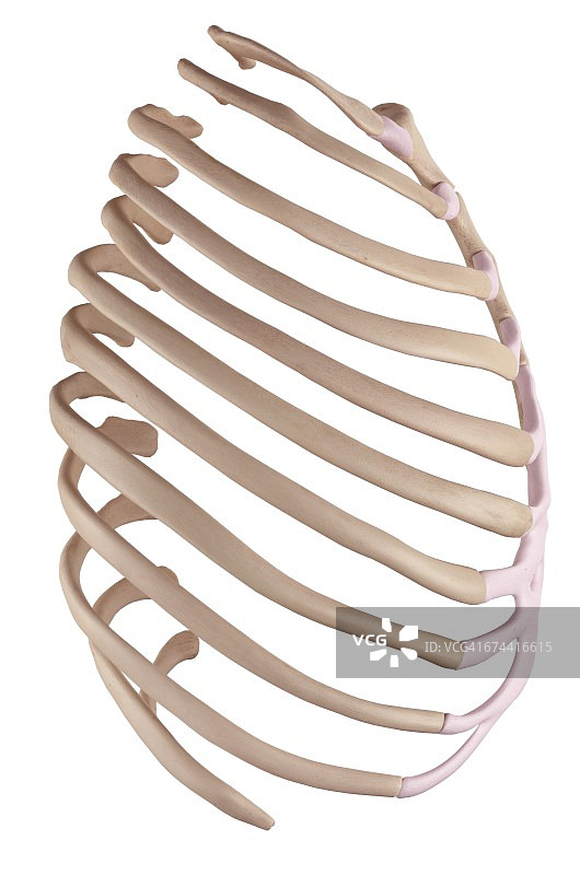 人体肋骨图片素材