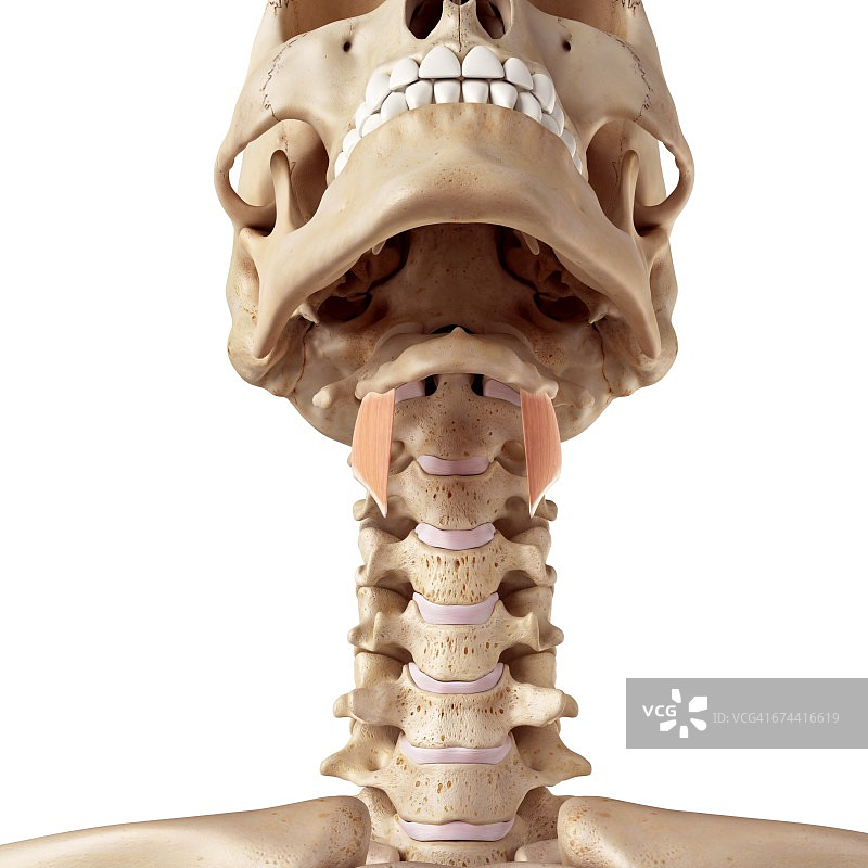 人体甲状舌骨肌图片素材