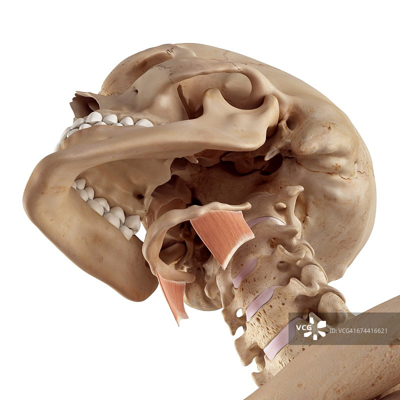 人体甲状舌骨肌图片素材