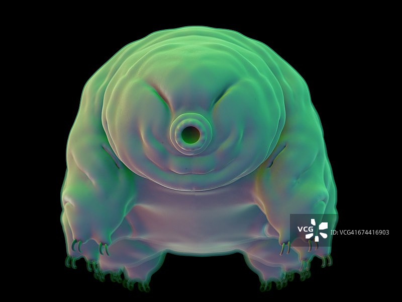 水熊虫图片素材