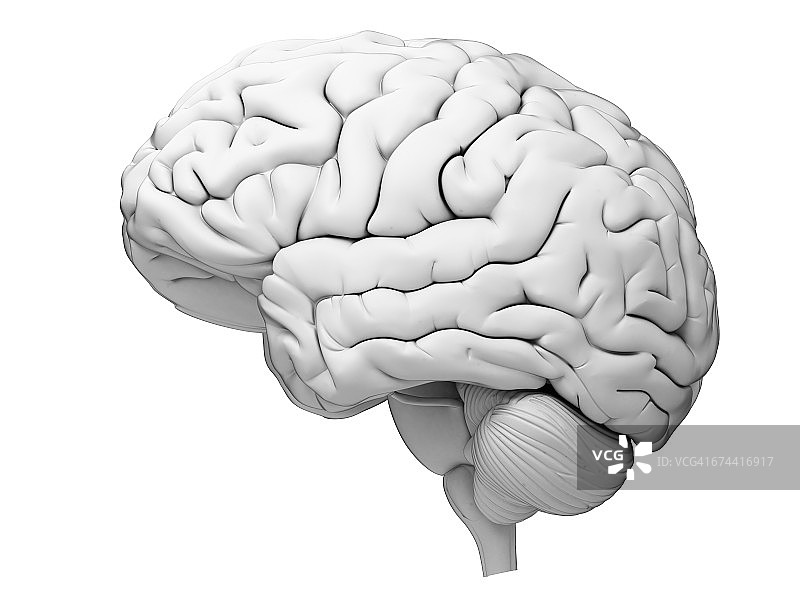 人类的大脑图片素材