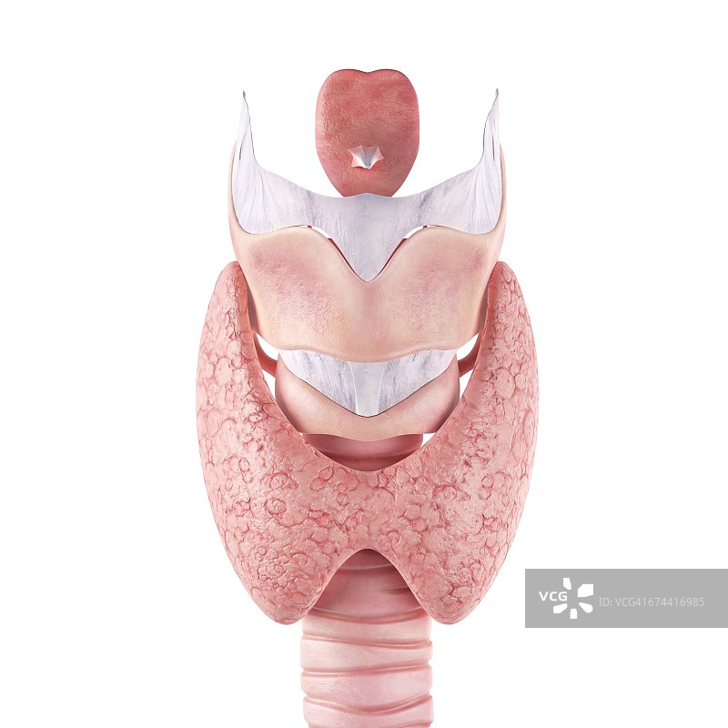 人体甲状腺图片素材