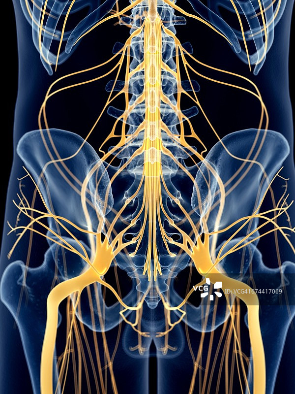 盆腔神经图片素材