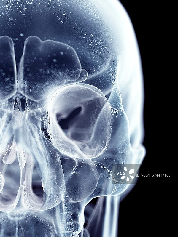 人类头骨图片素材