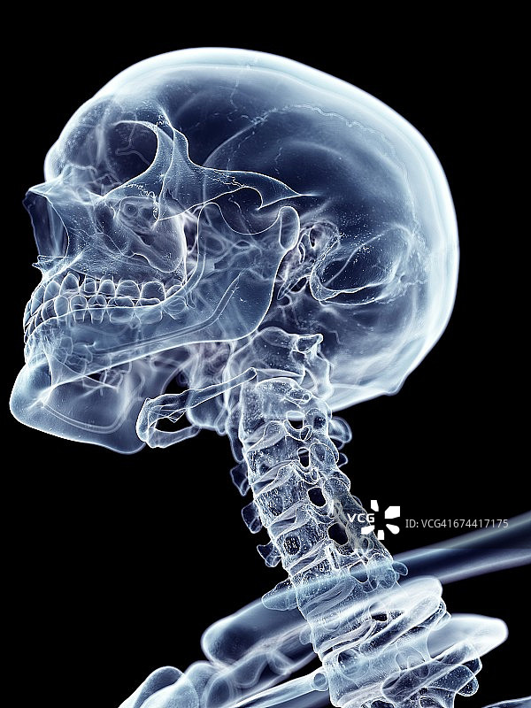 颈部和头骨图片素材