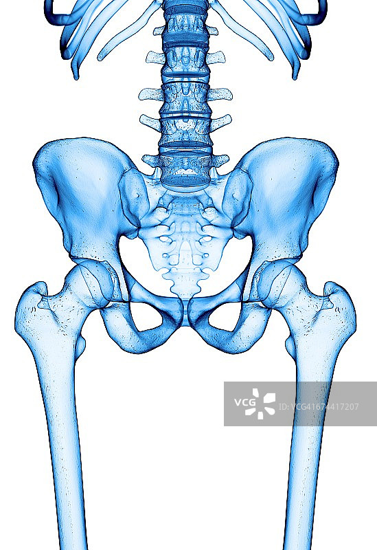 人类髋关节图片素材