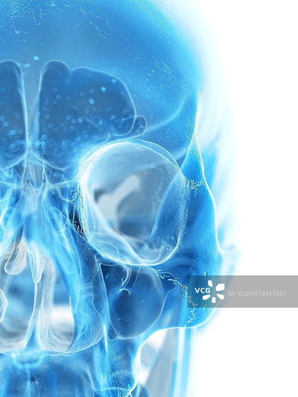 人类头骨图片素材