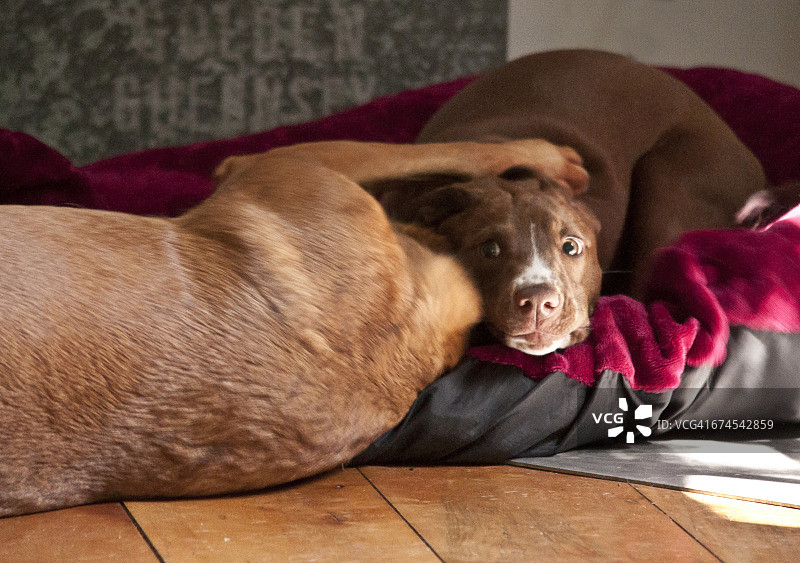 动物朋友图片素材